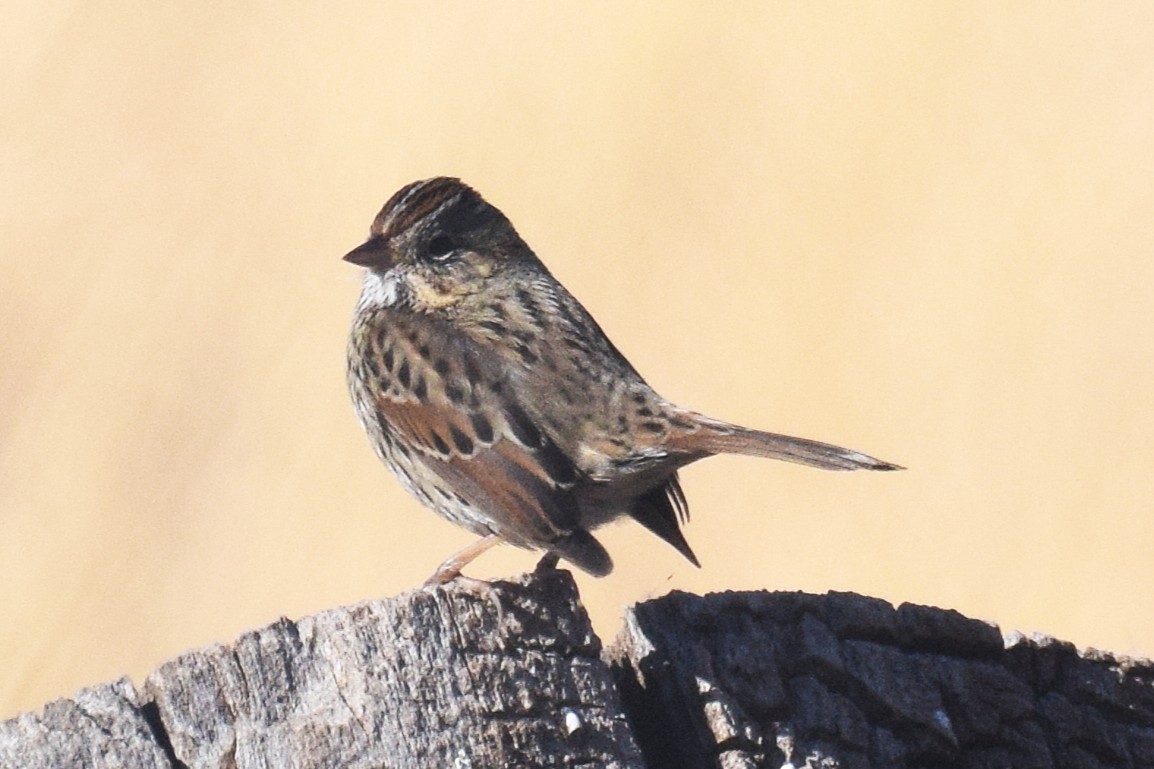 Lincoln's Sparrow - ML646737754
