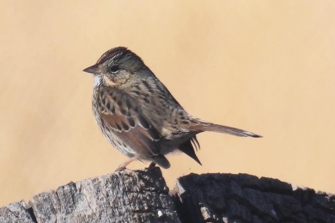 Lincoln's Sparrow - ML646737755