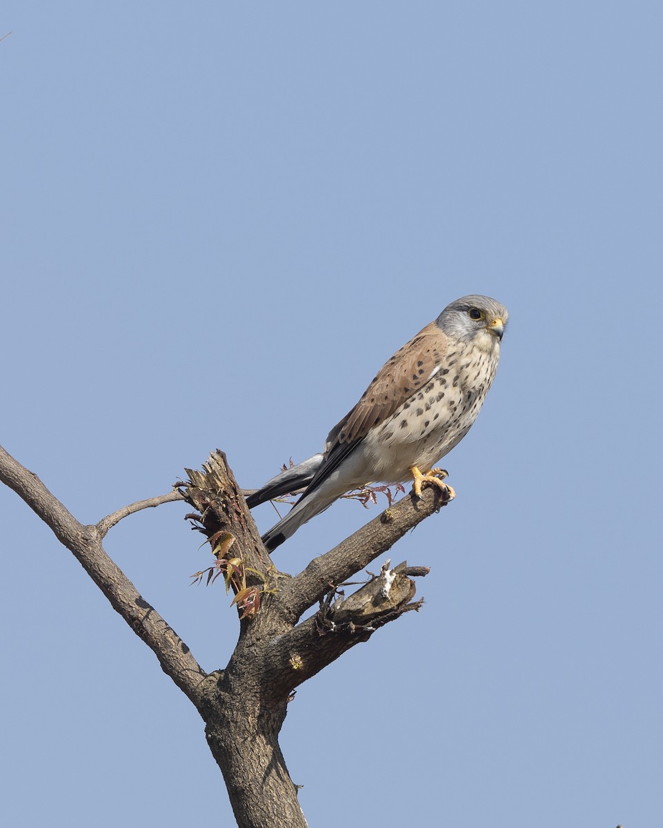 Gheppio - ML646737756