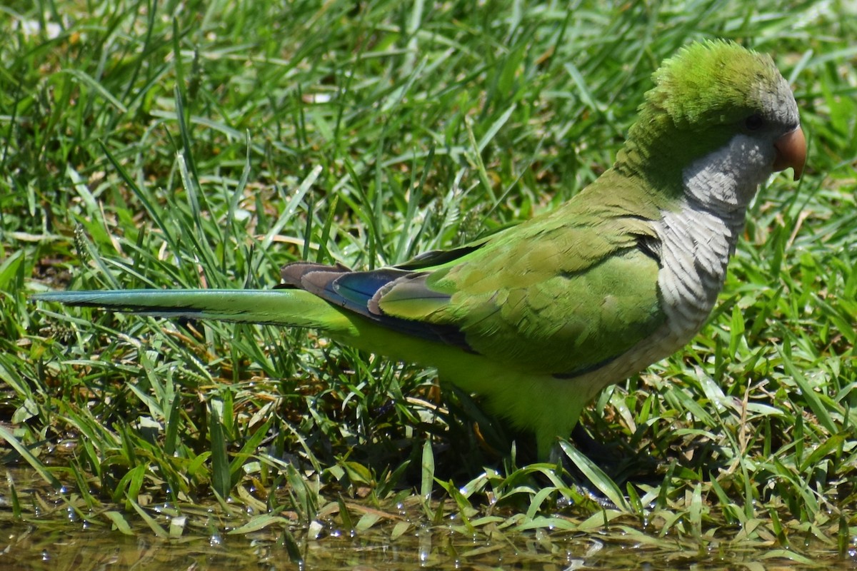 オキナインコ - ML646737759