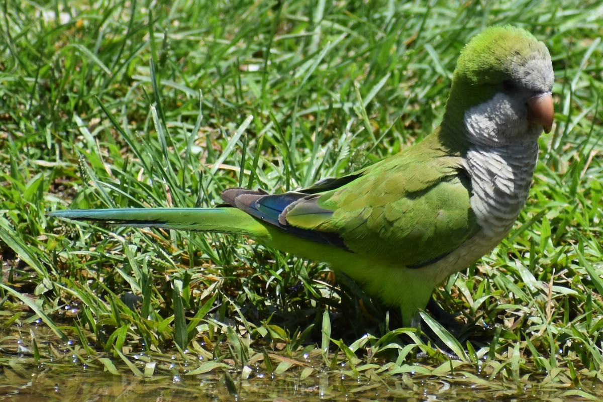 オキナインコ - ML646737760