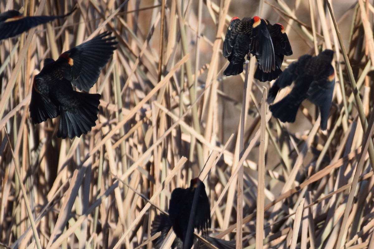 Red-winged Blackbird - ML646737763