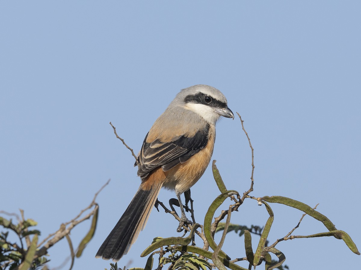 Long-tailed Shrike - ML646737764