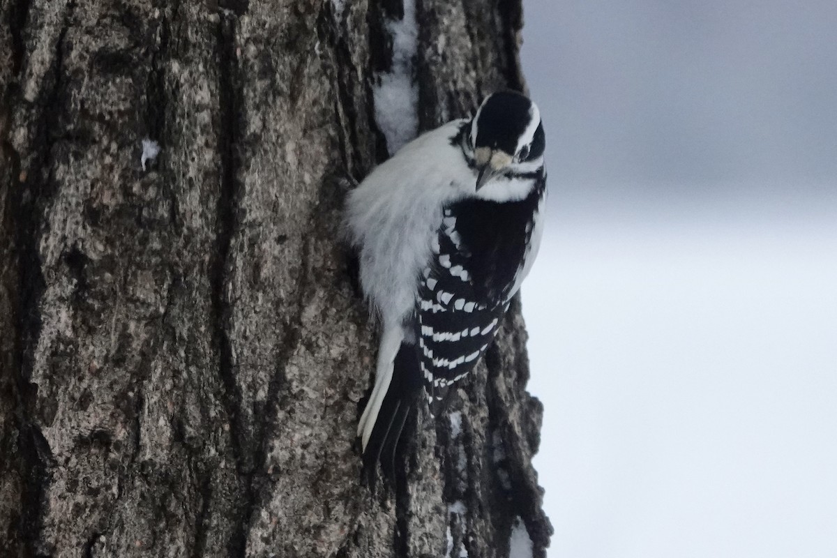 Hairy Woodpecker - ML646737767