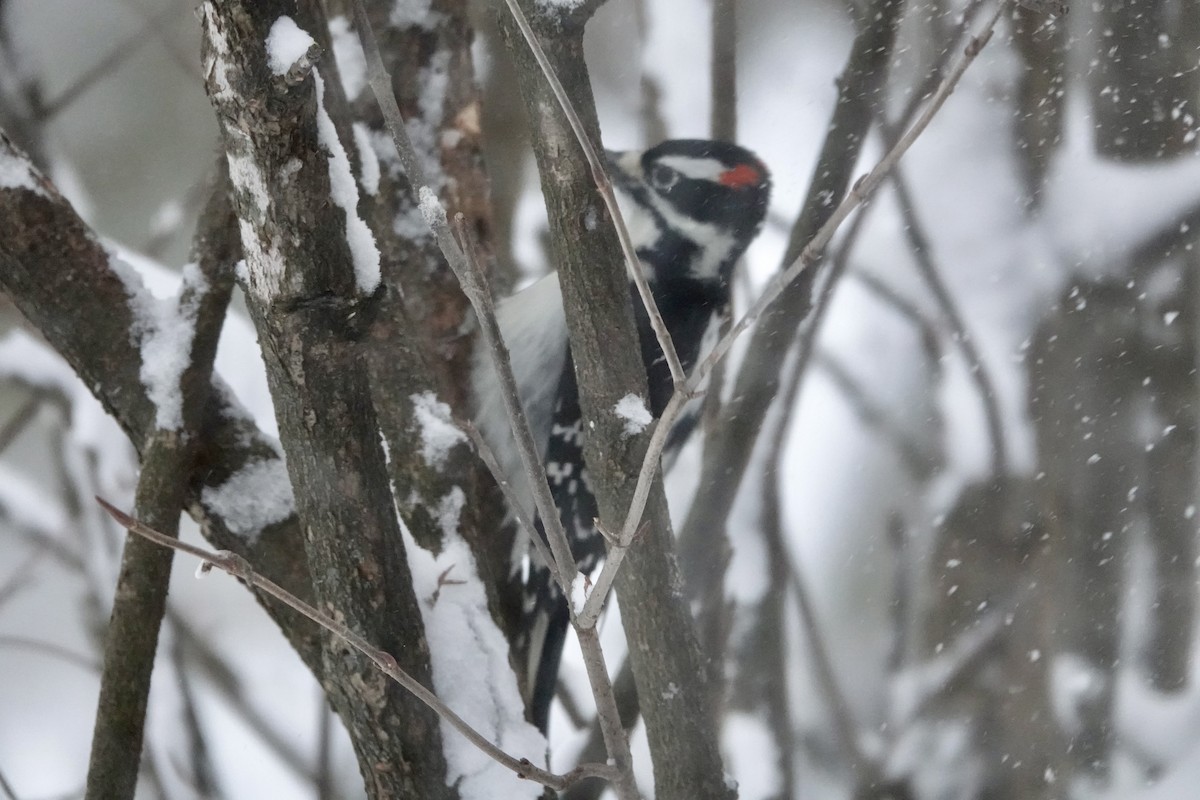 Hairy Woodpecker - ML646737768