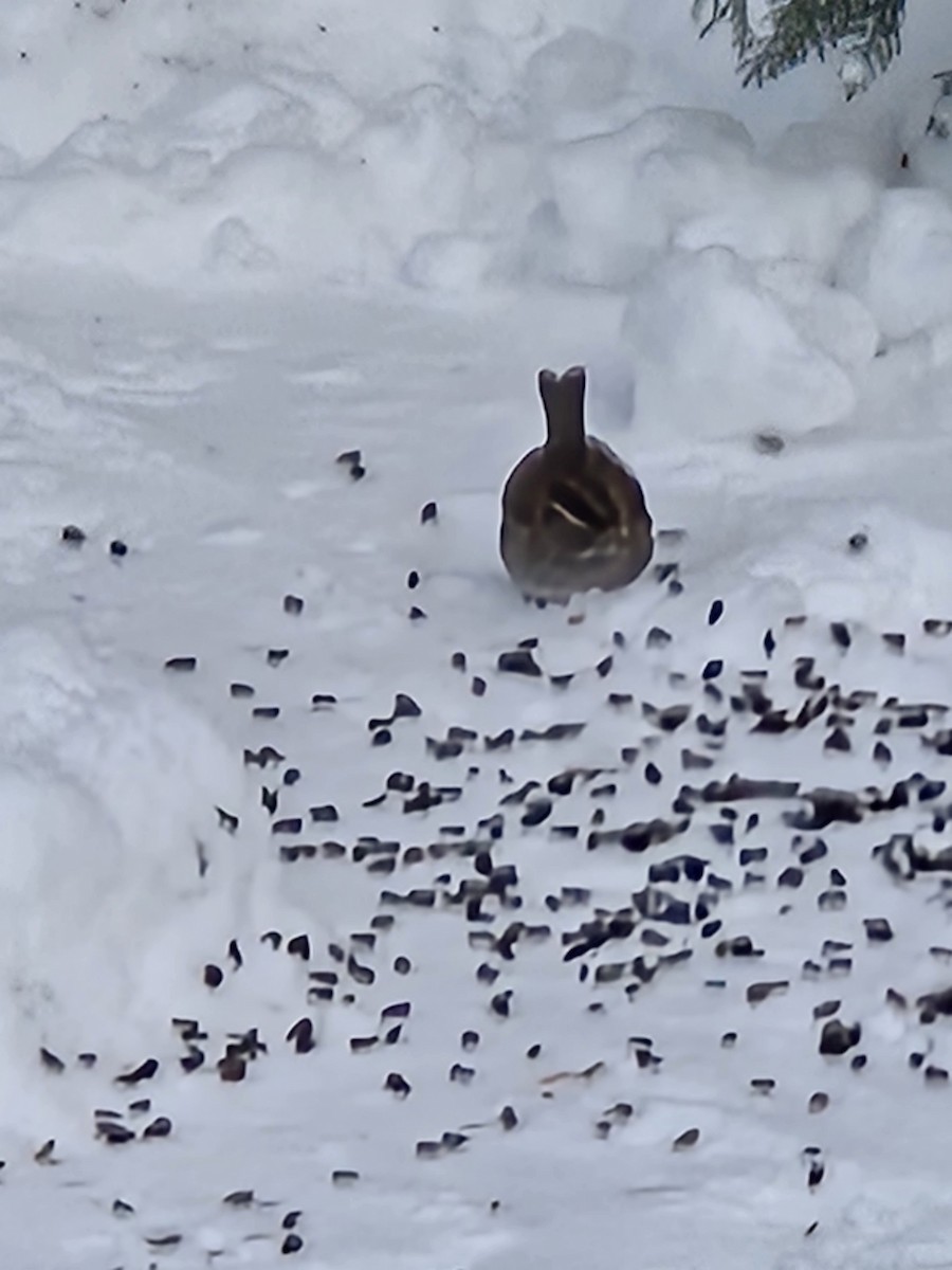 White-throated Sparrow - ML646737771