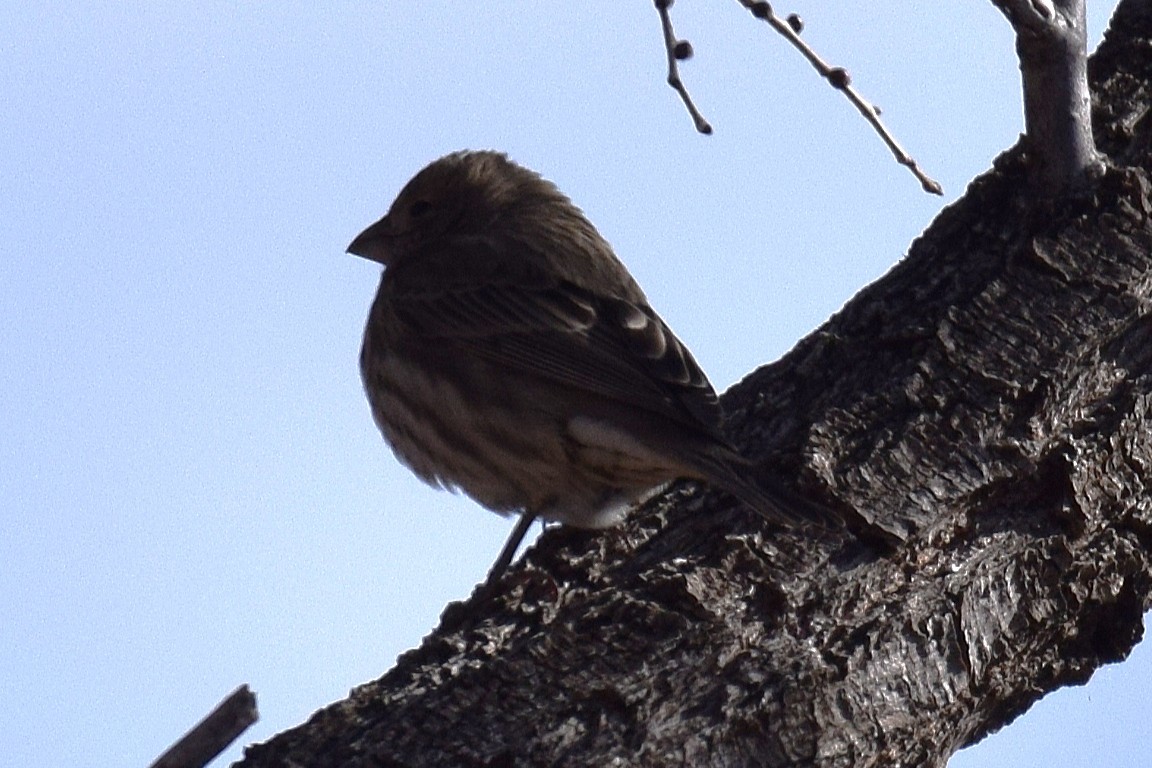 House Finch - ML646737772