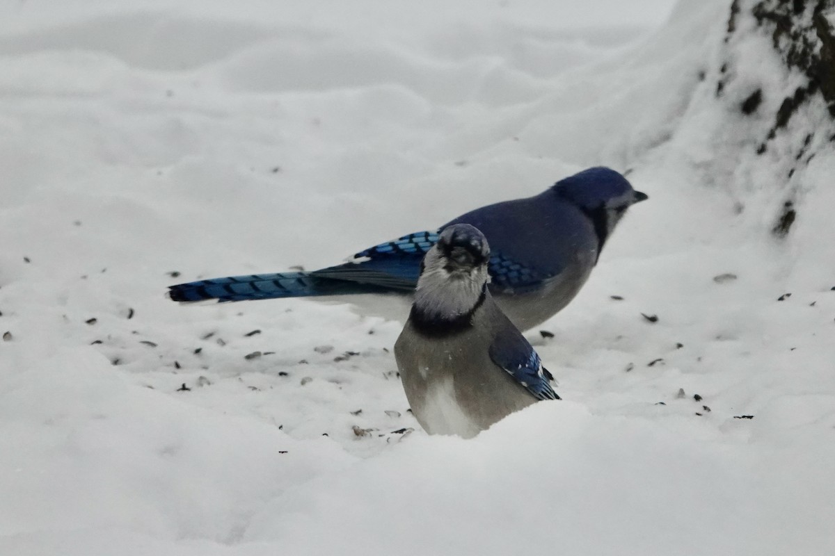 Blue Jay - ML646737773