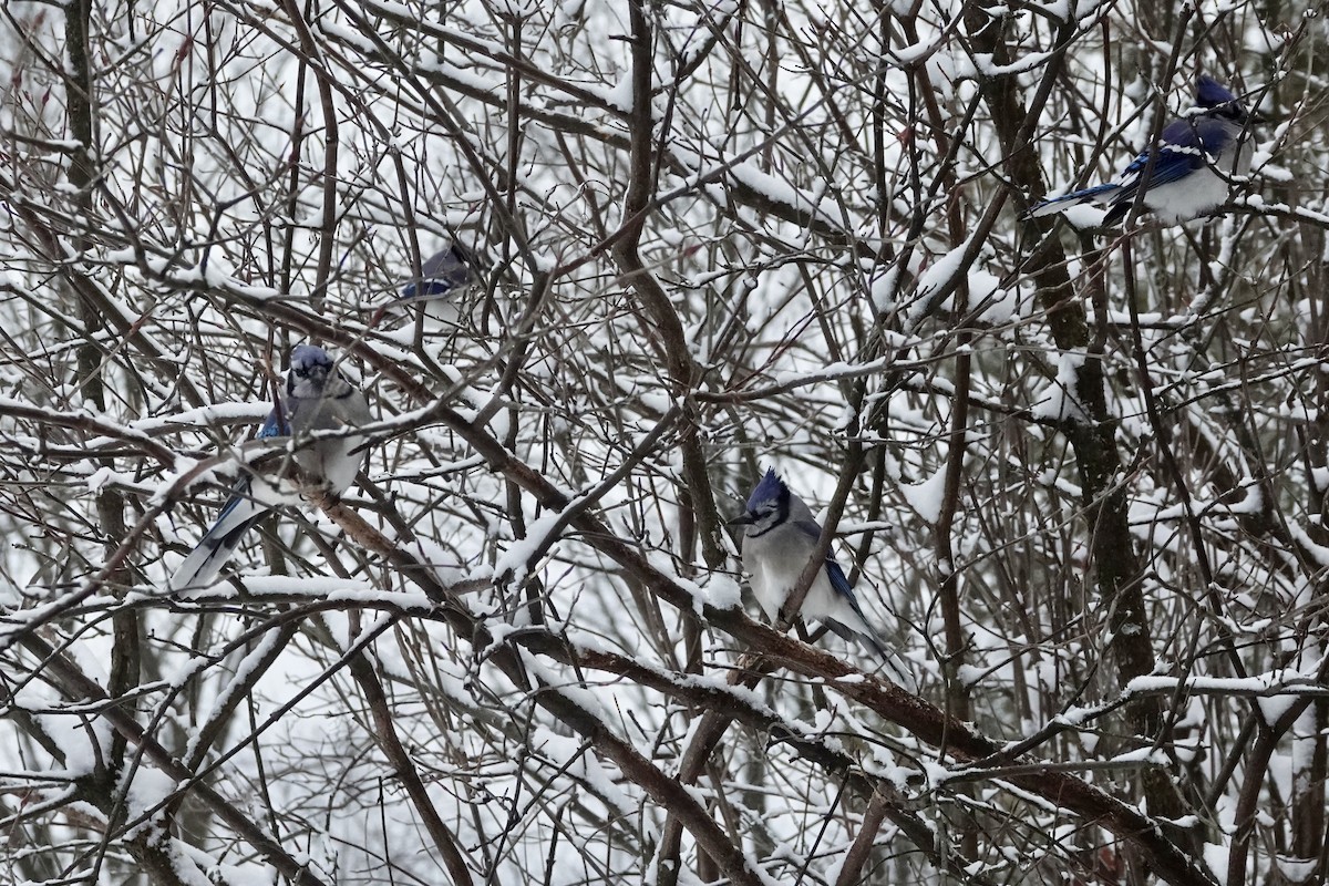 Blue Jay - ML646737774