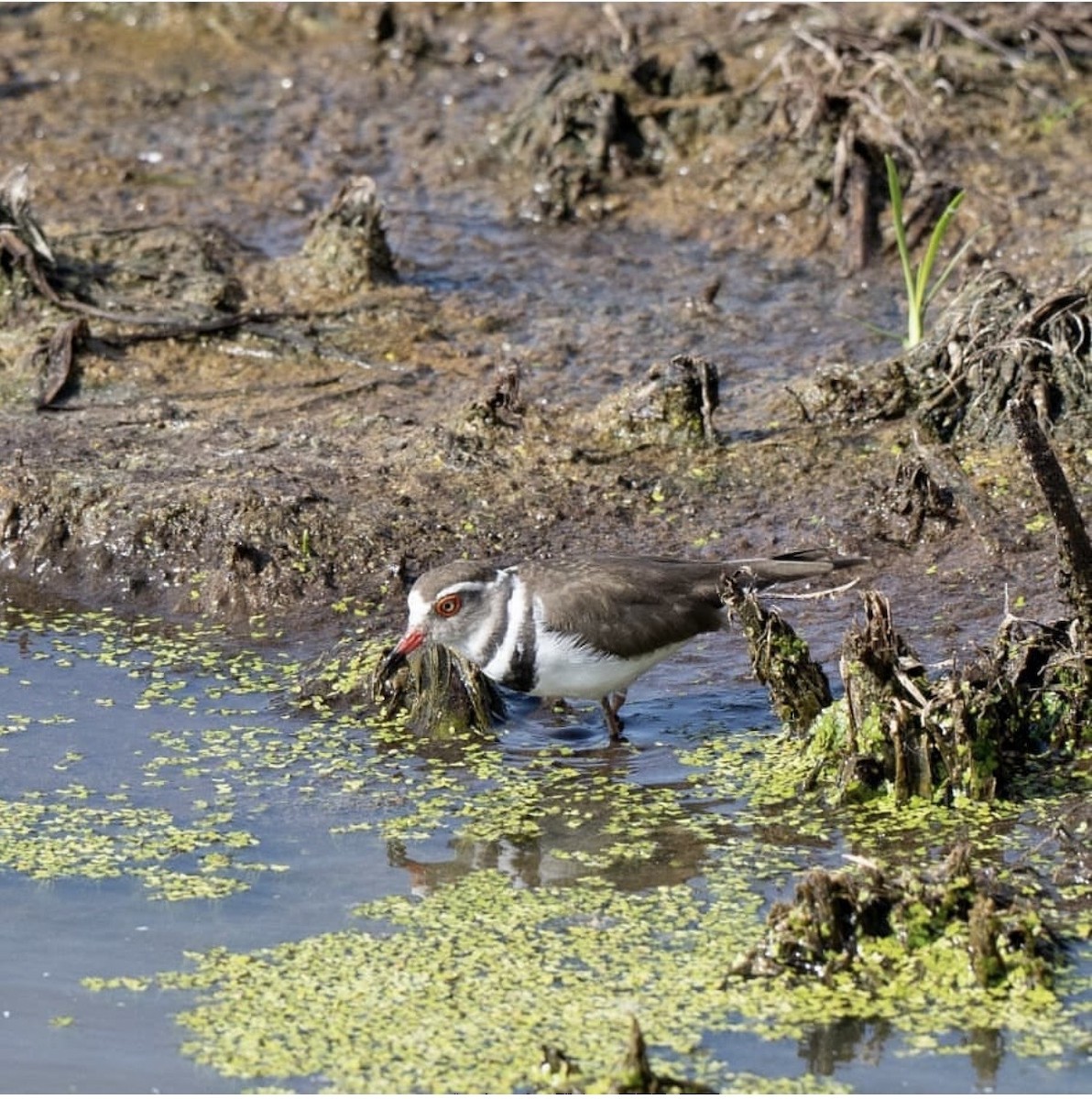 Three-banded Plover - ML646737775