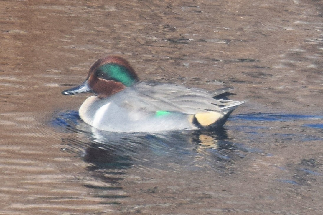 Green-winged Teal - ML646737776
