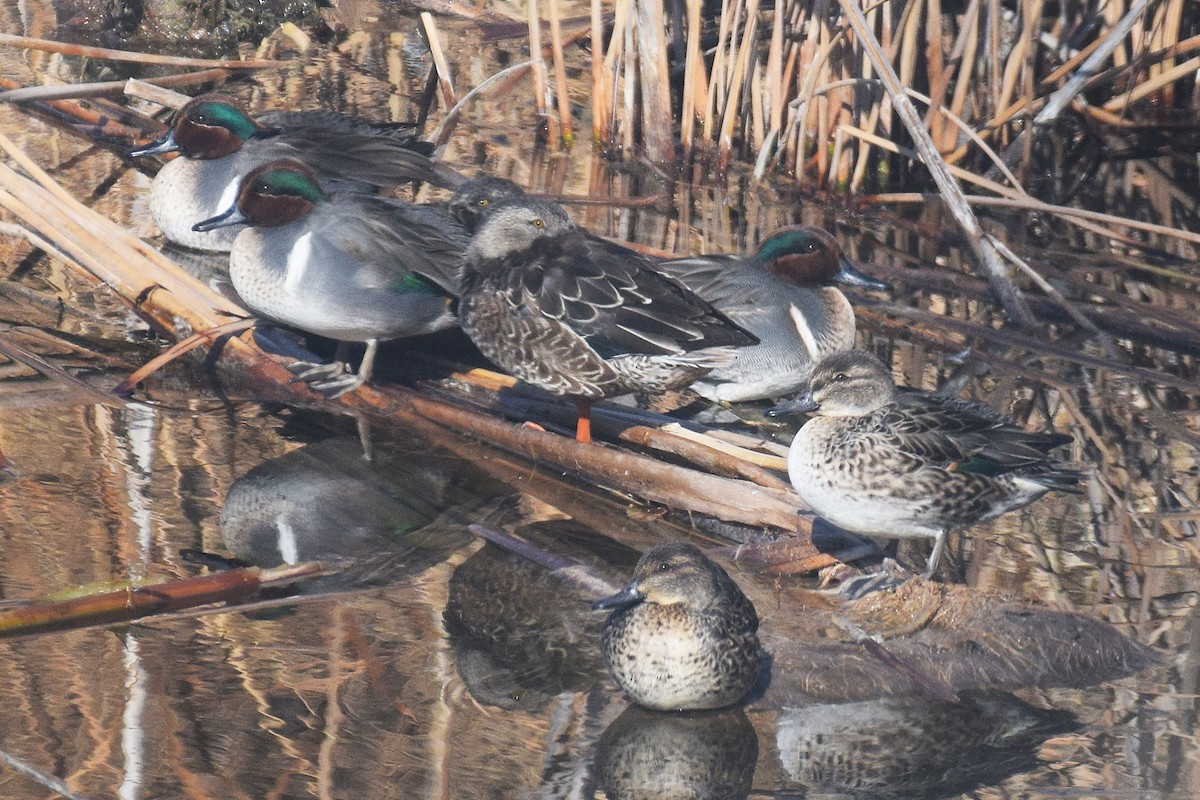 Green-winged Teal - ML646737777