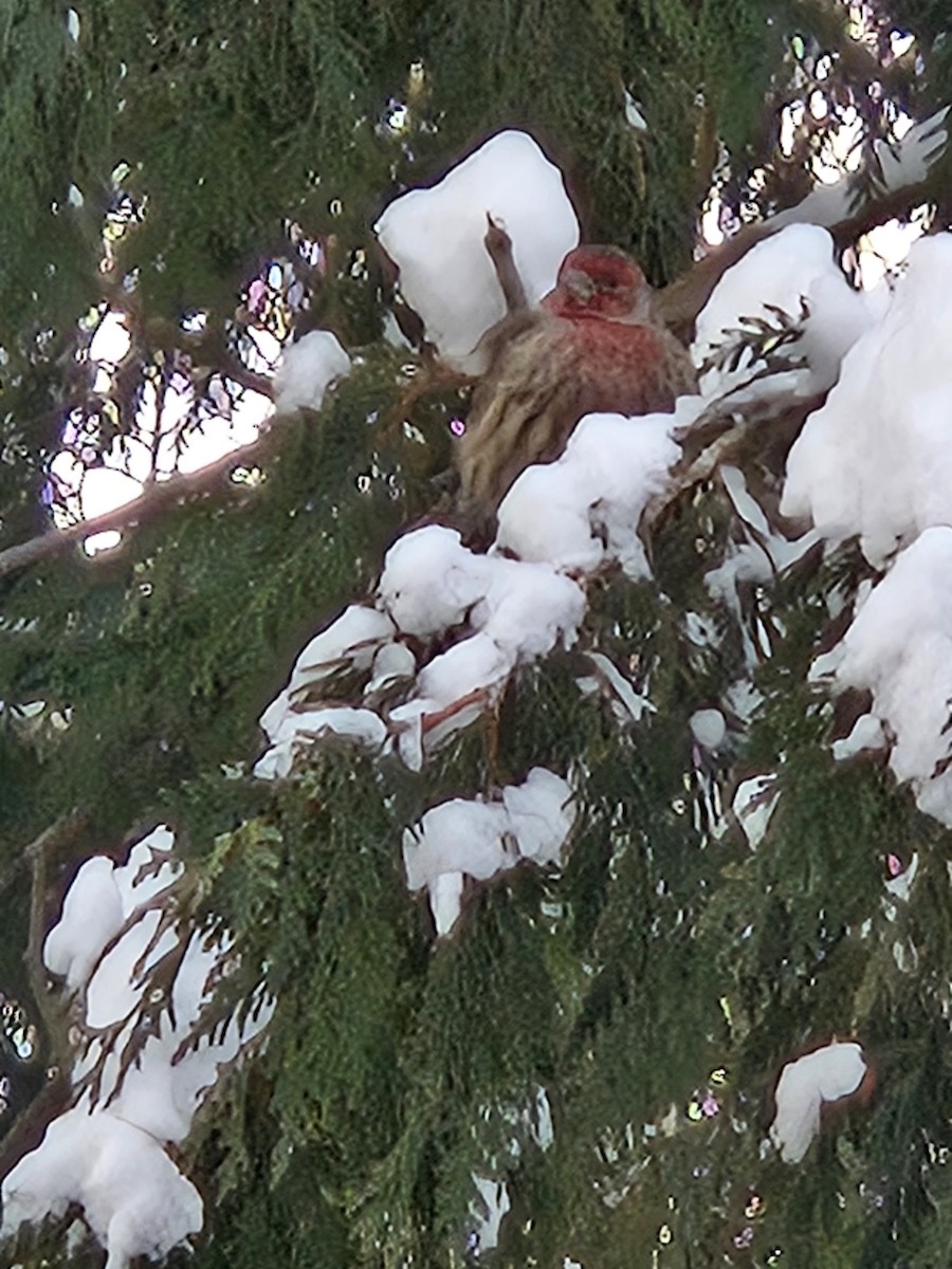 husrosenfink - ML646737778