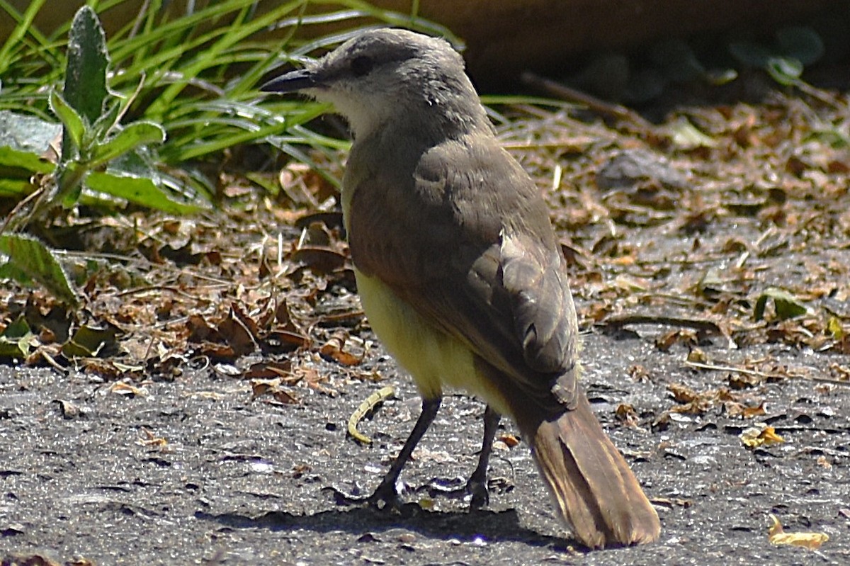 kvegtyrann - ML646737779