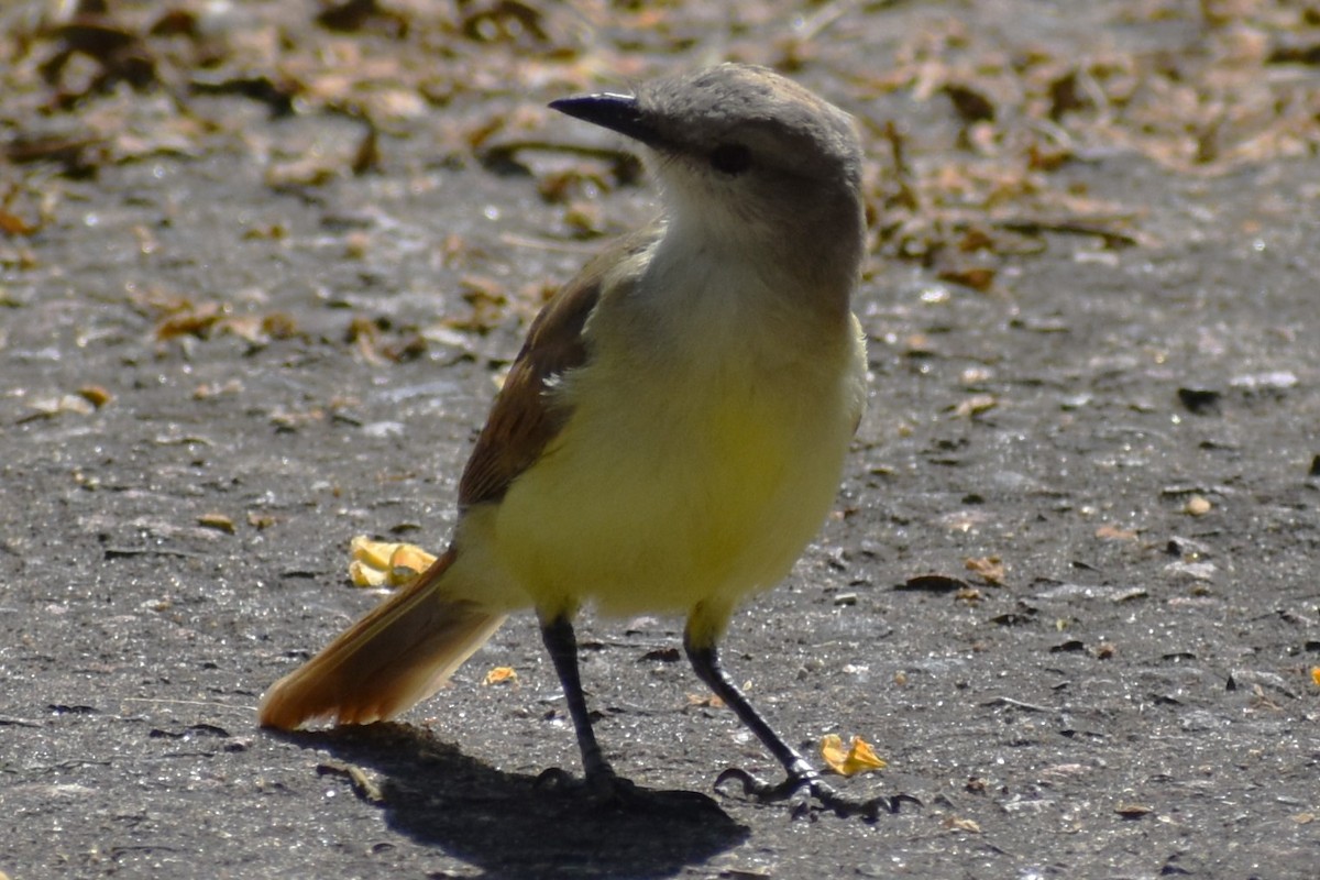 kvegtyrann - ML646737780