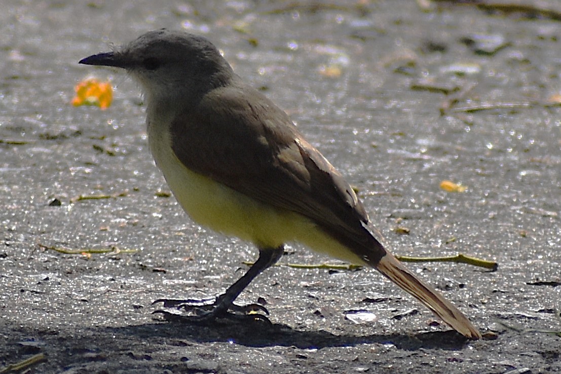 kvegtyrann - ML646737781