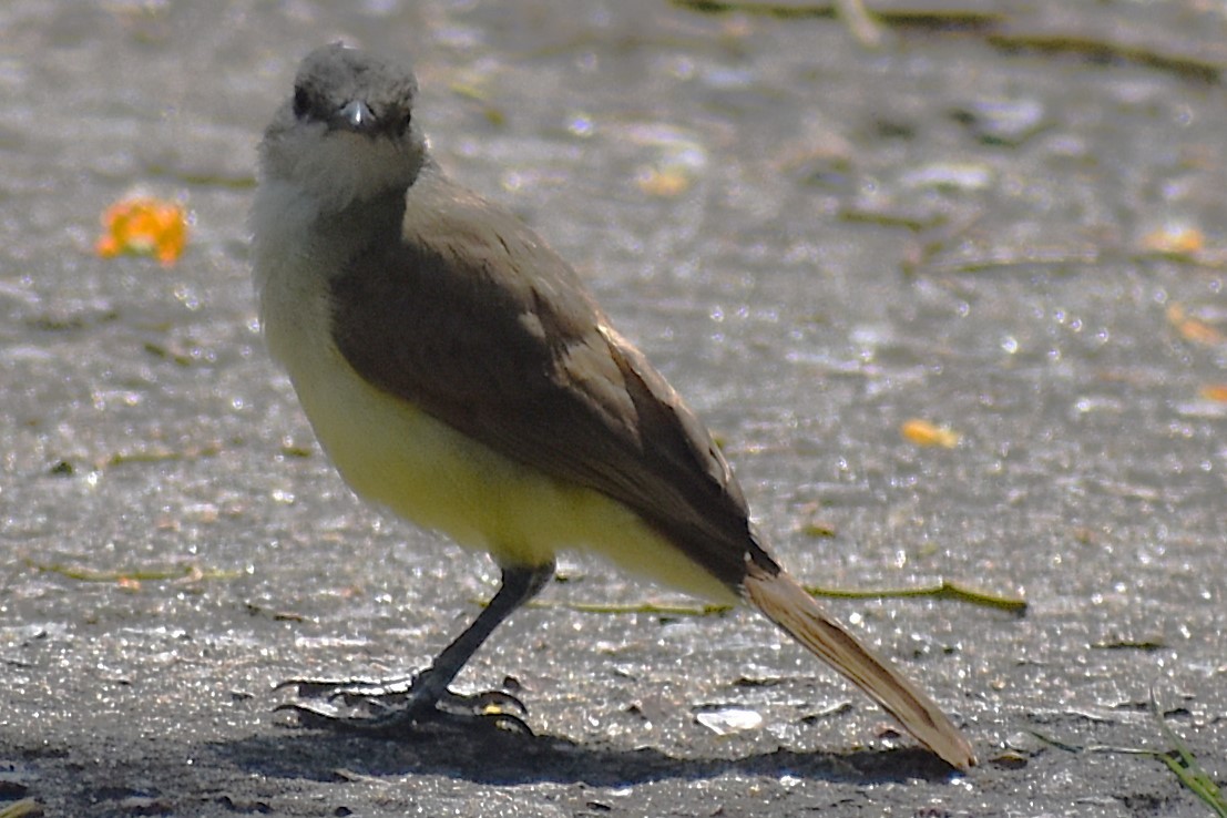 kvegtyrann - ML646737782