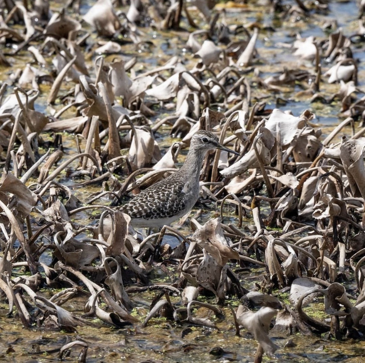 Wood Sandpiper - ML646737783