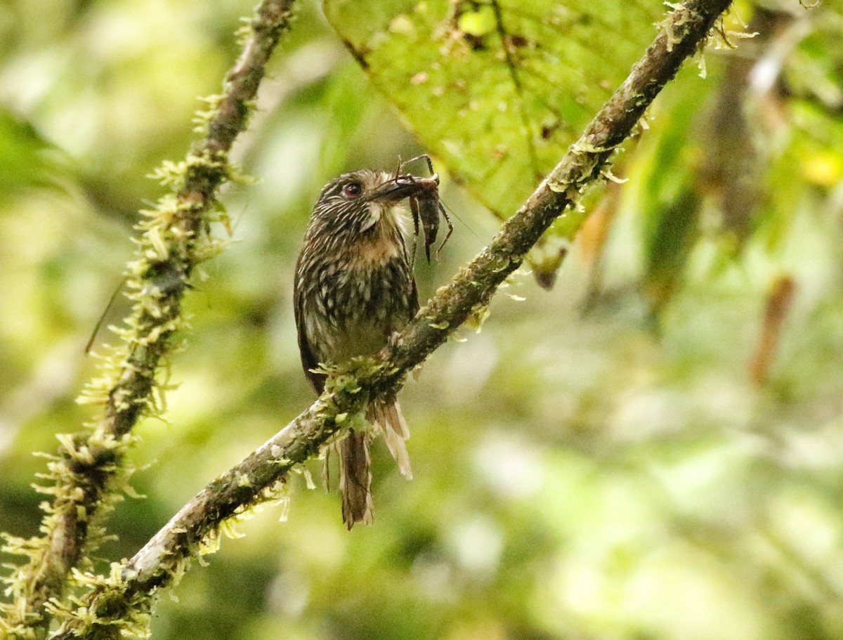 mørkdovenfugl - ML646737784