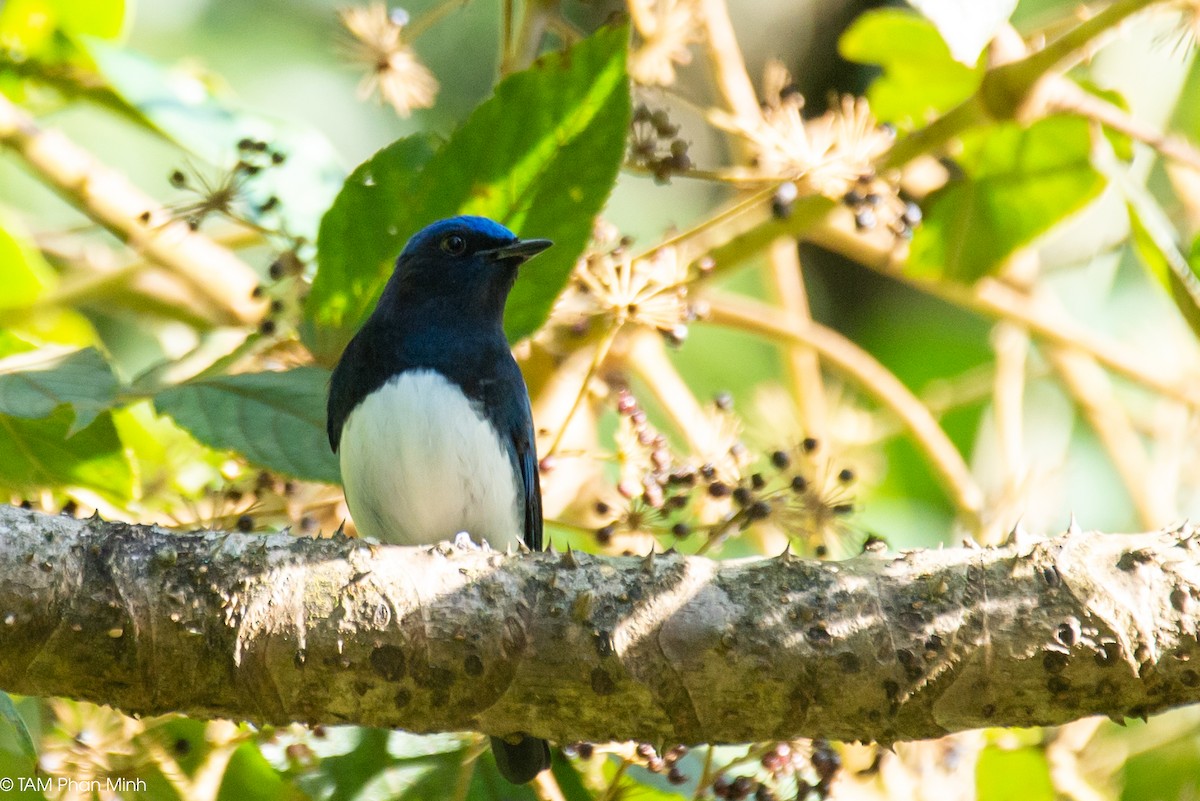 cyanfluesnapper - ML646737786