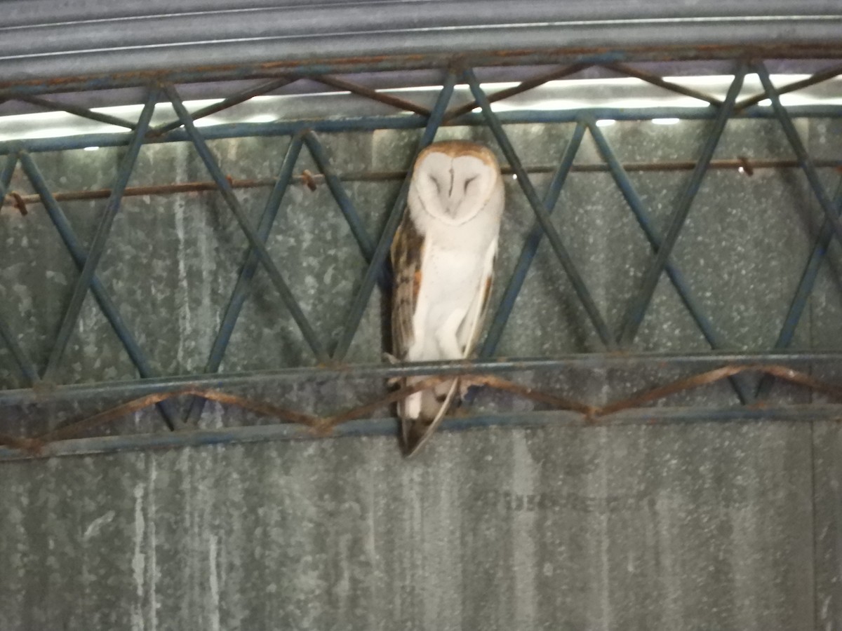 amerikatårnugle - ML646737789