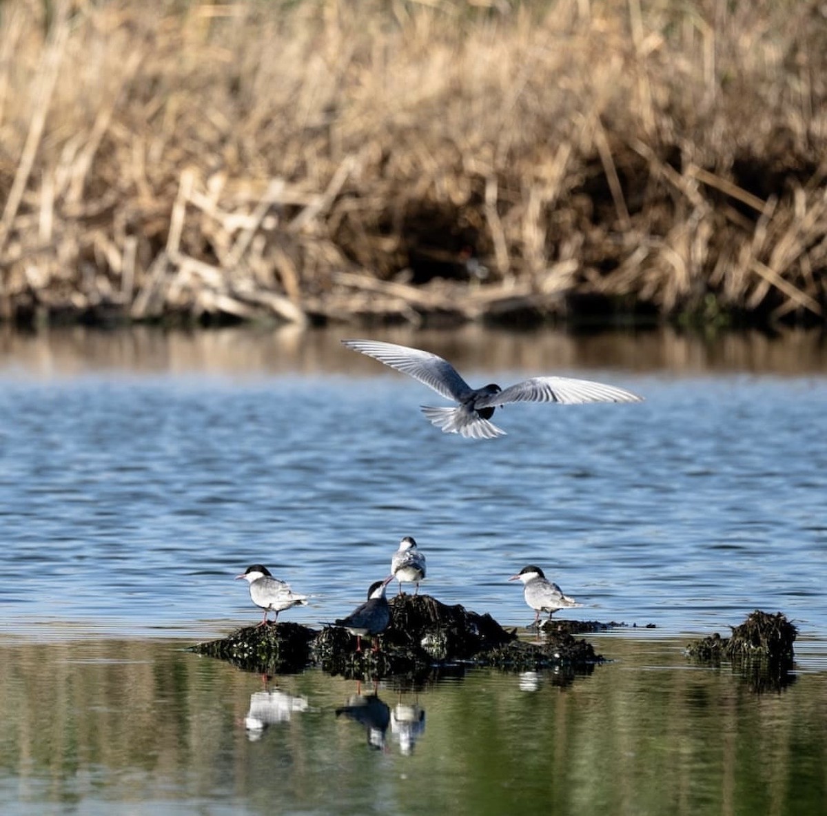 Whiskered Tern - ML646737790