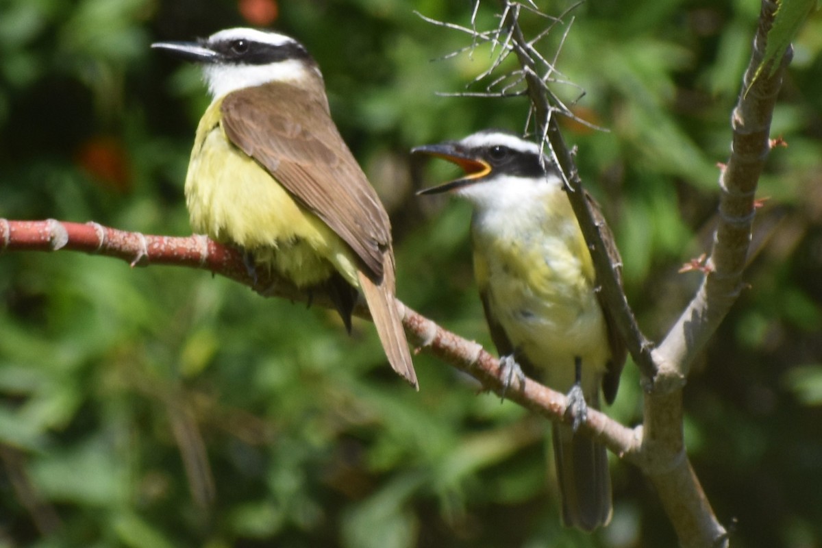 storkiskadi - ML646737793