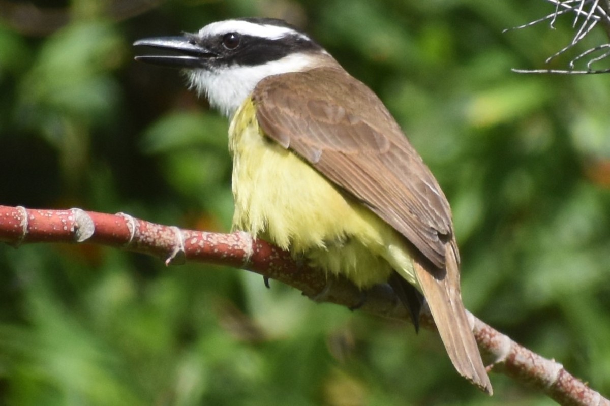 storkiskadi - ML646737794