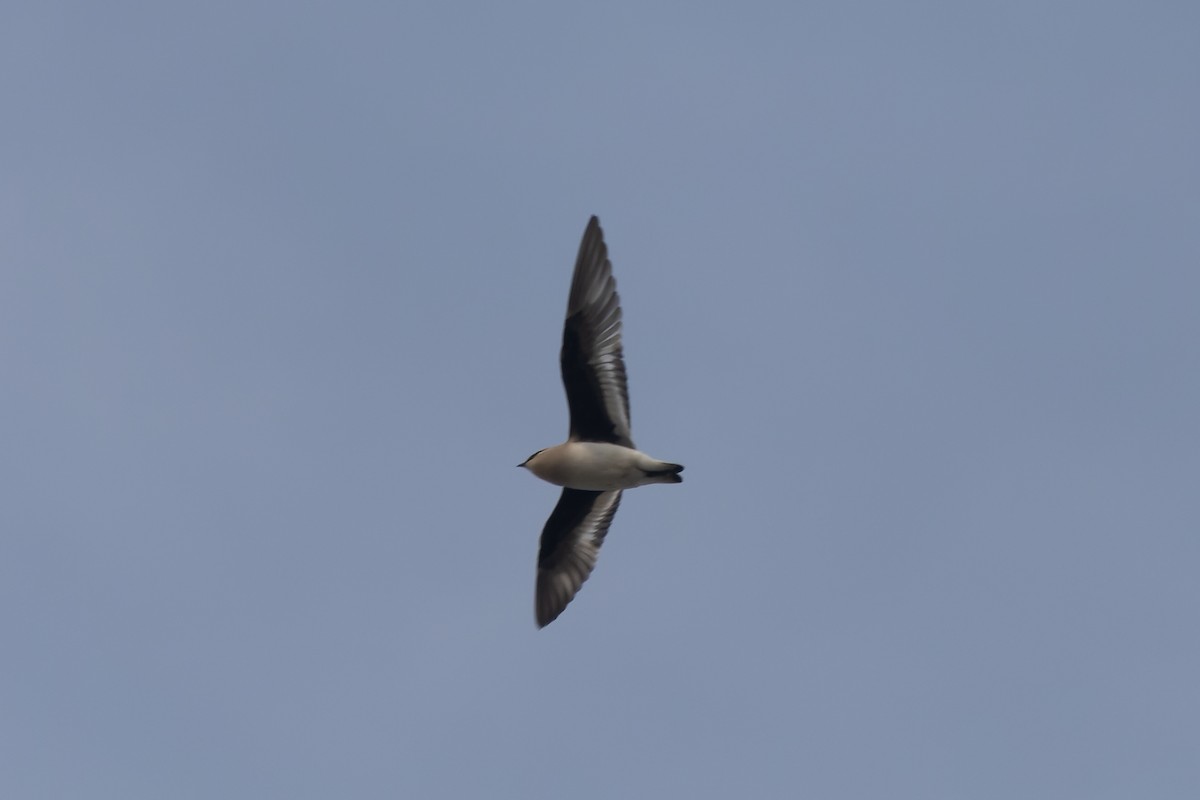 melkebrakksvale - ML646737795