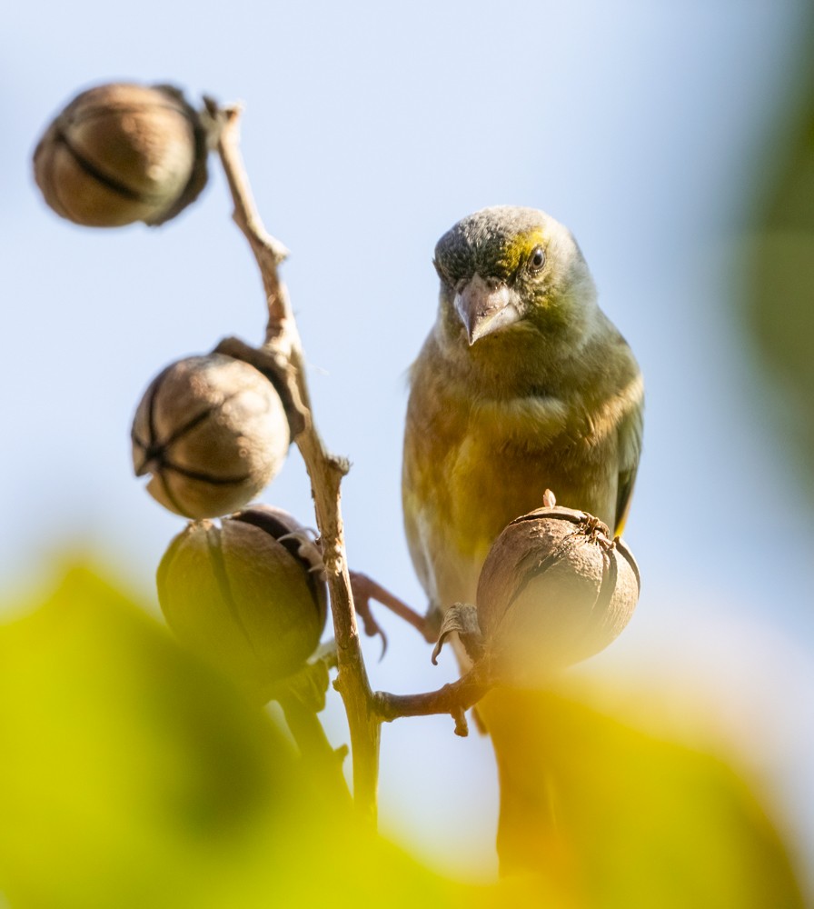 orientfink - ML646737797