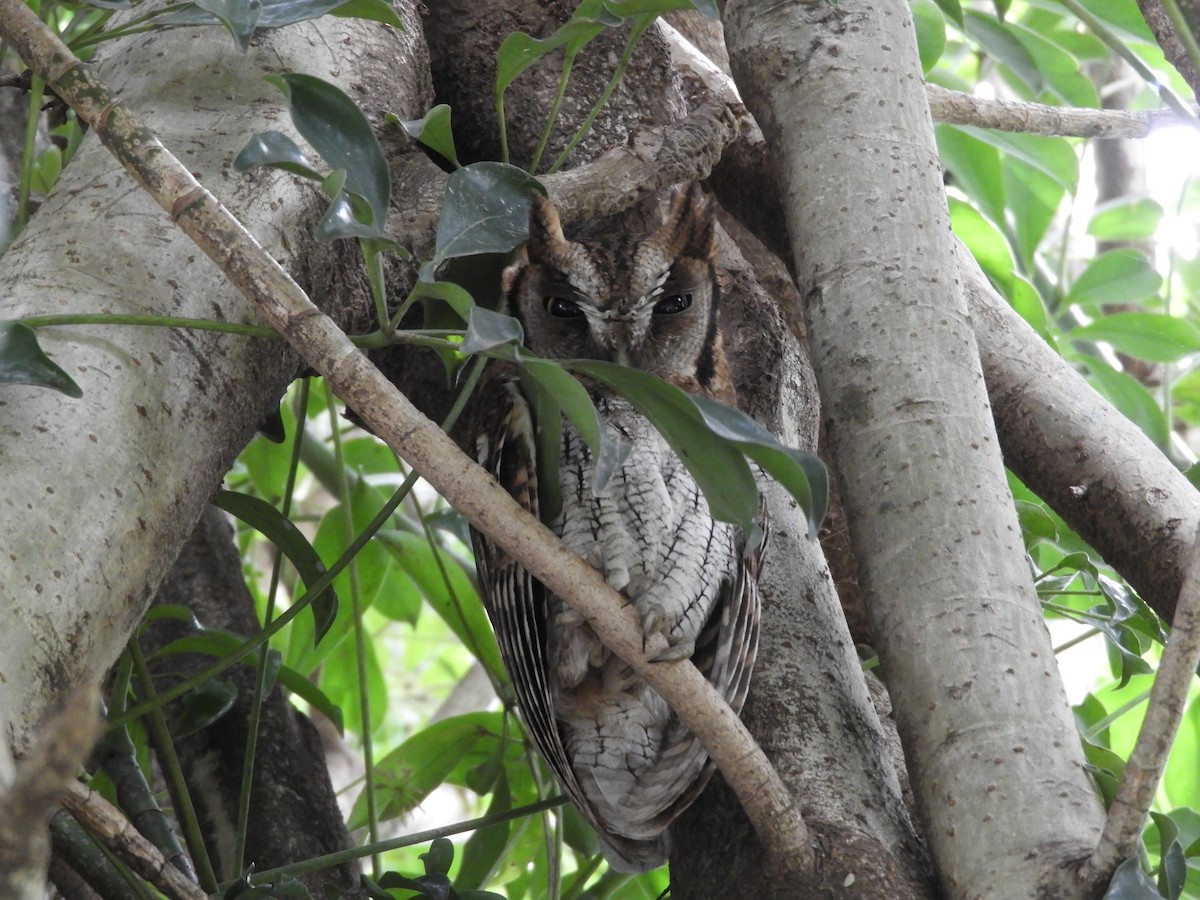 tropeugle - ML646737798