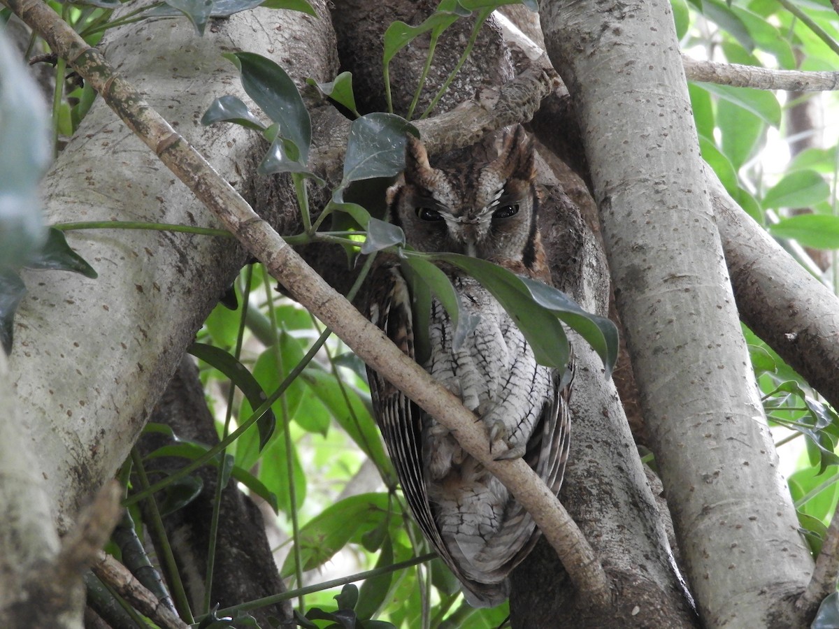 tropeugle - ML646737799