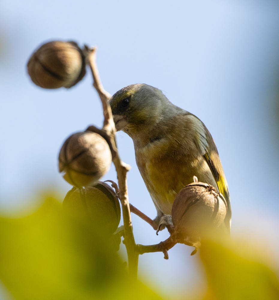 orientfink - ML646737800