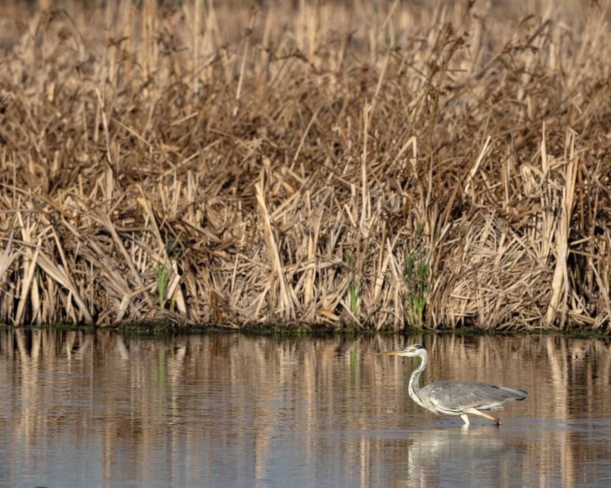 Gray Heron - ML646737801