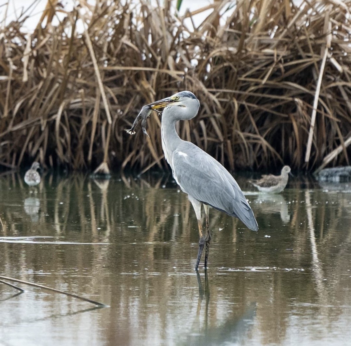 Gray Heron - ML646737802