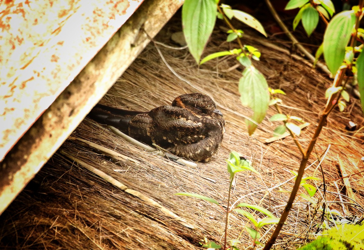 Lyre-tailed Nightjar - ML646737803