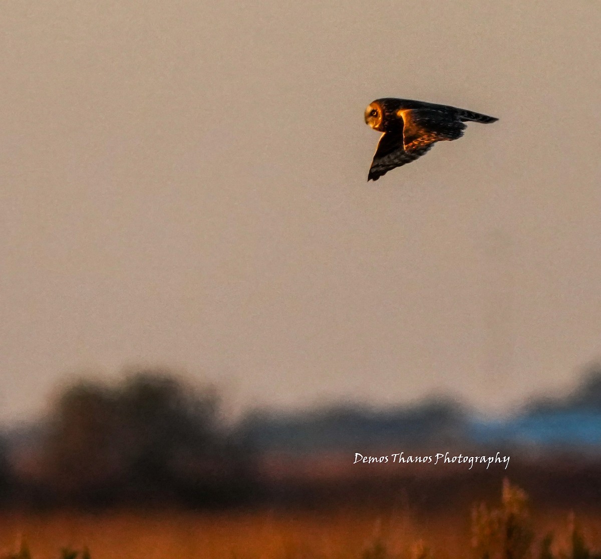 jordugle - ML646737804