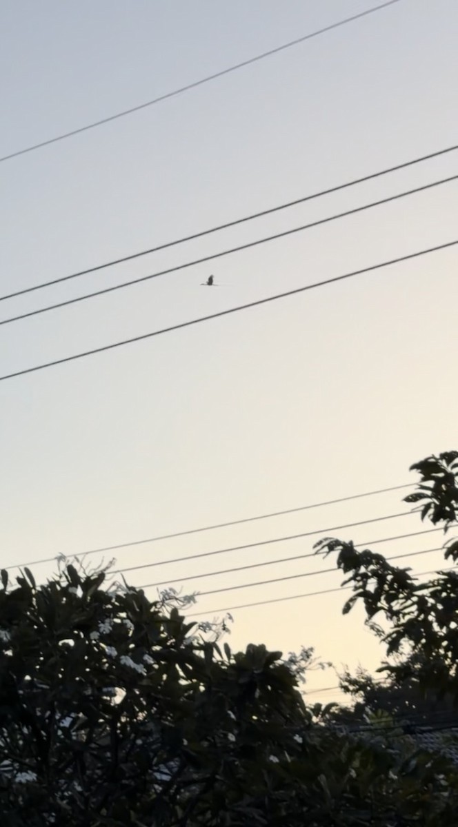 スキハシコウ - ML646737805