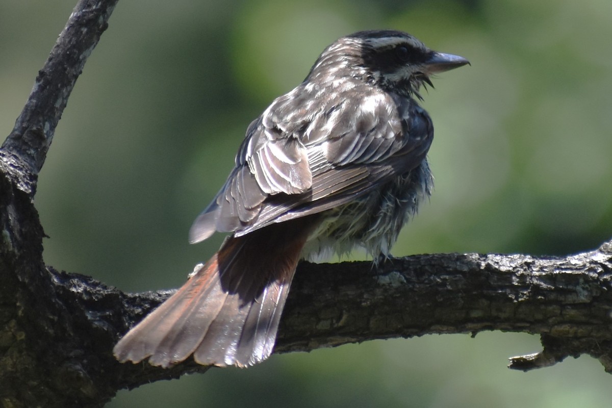 stripetyrann - ML646737806