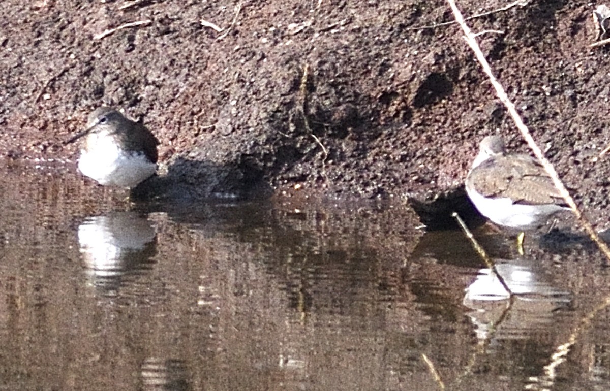 strandsnipe - ML646737808