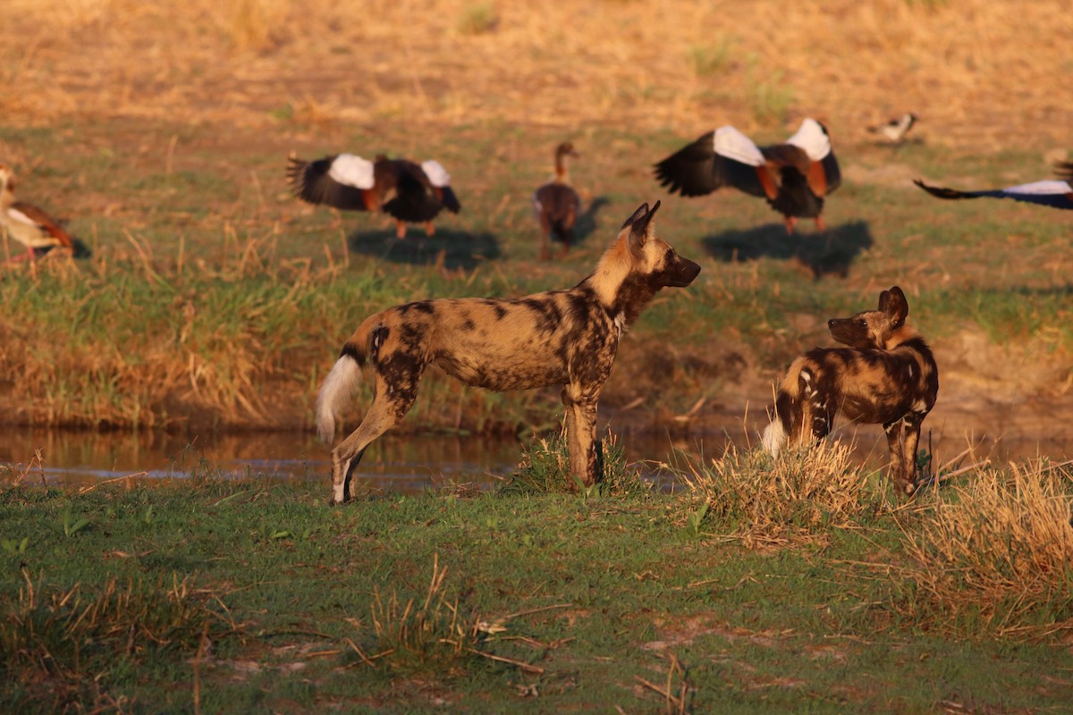 Каргарка нільська - ML646737810
