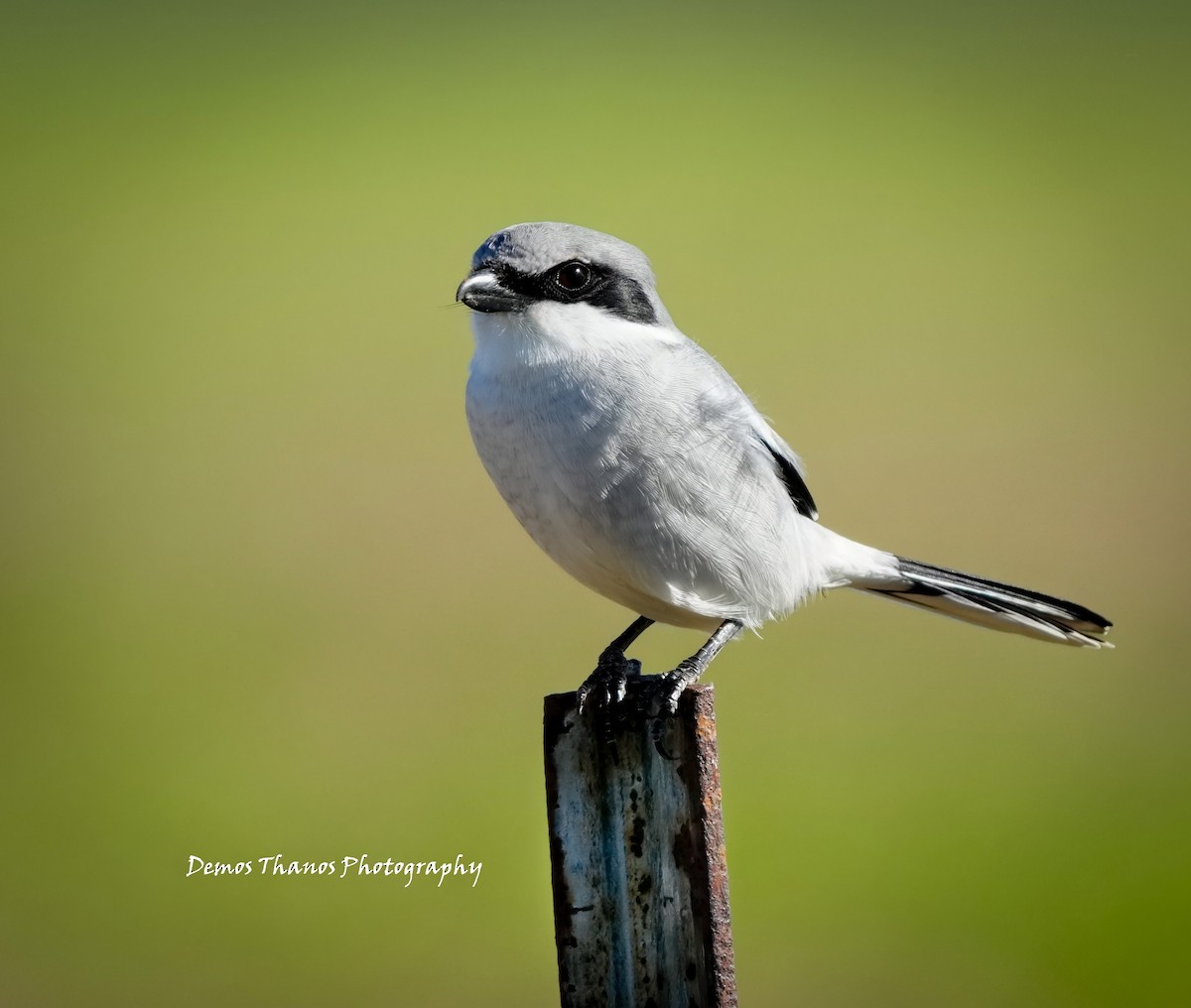 Loggerhead Shrike - ML646737819
