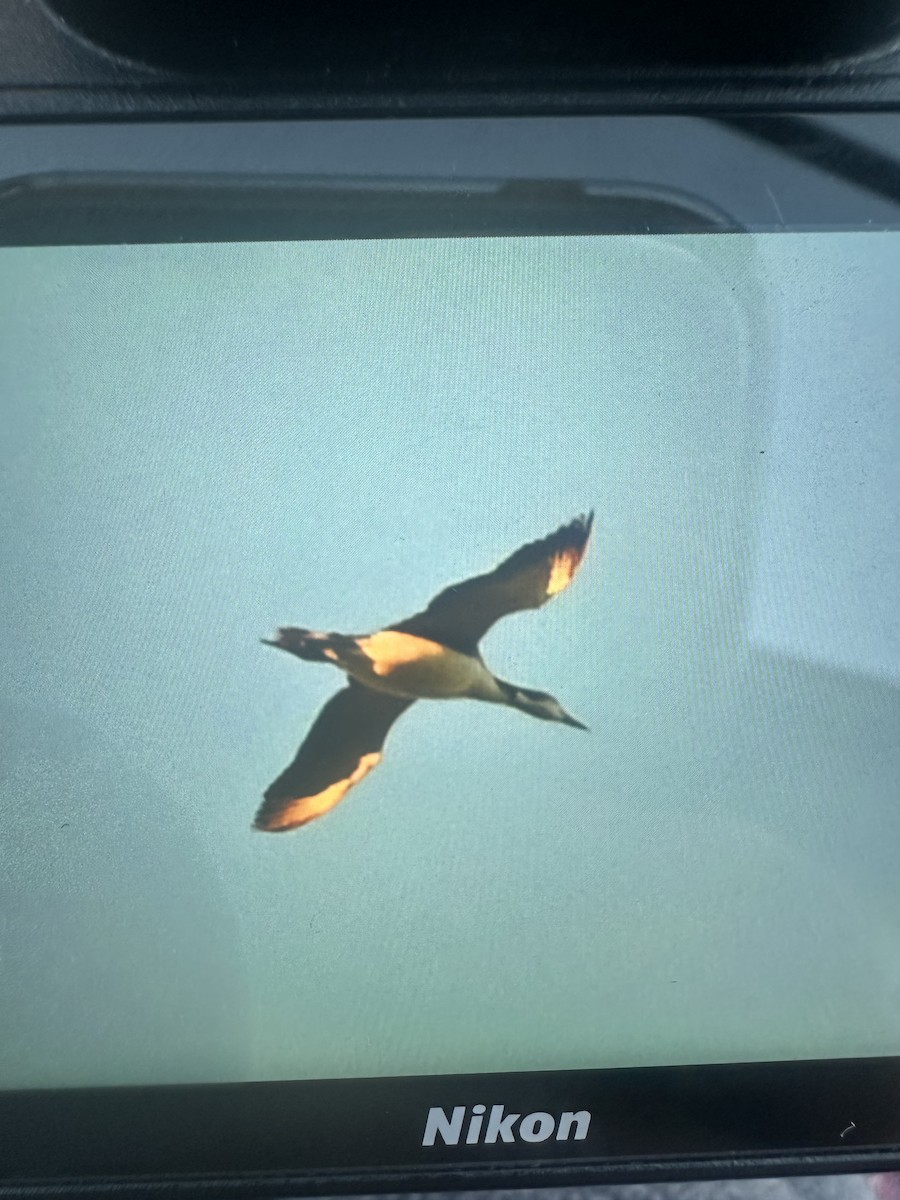 Common Loon - ML646737820