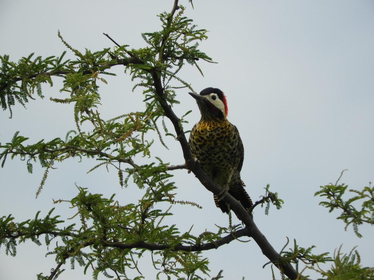 Декол плямистоволий - ML646737822