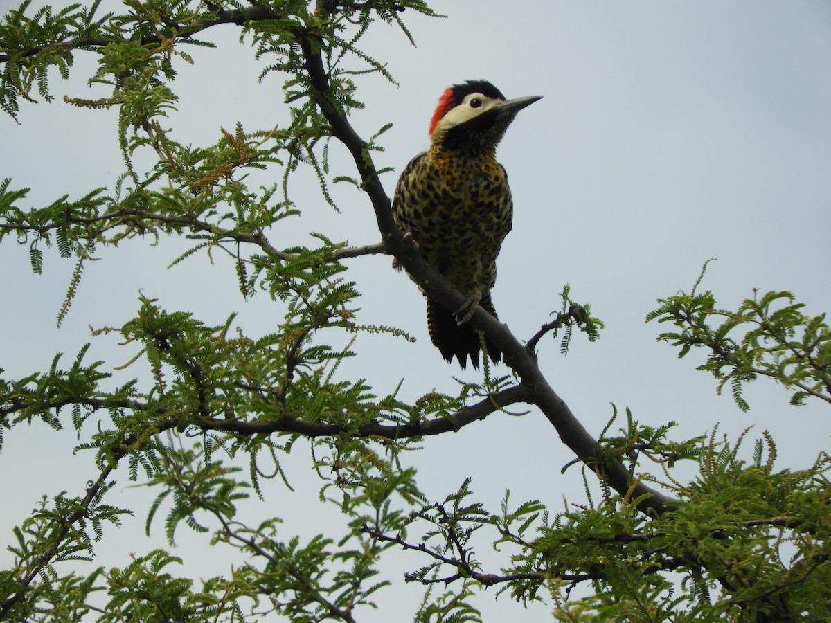 Декол плямистоволий - ML646737823