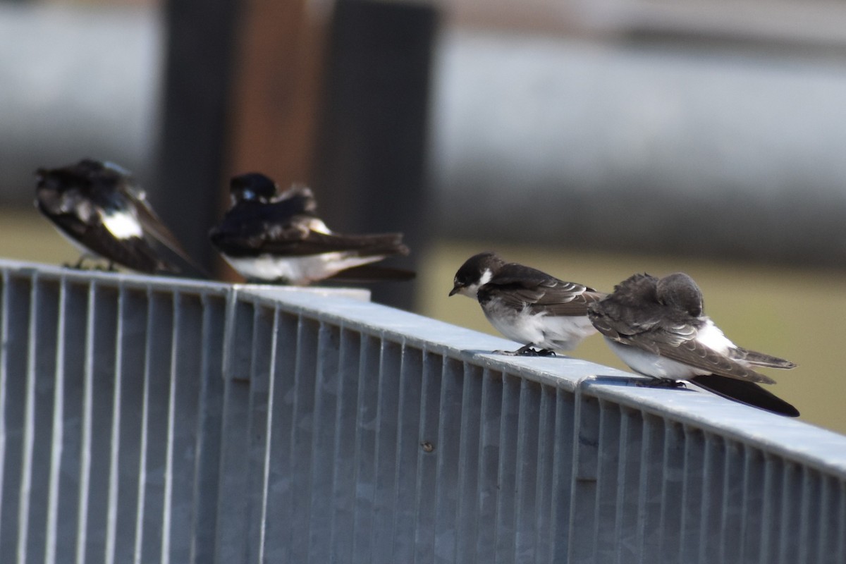 vlaštovka bělokostřecová - ML646737825