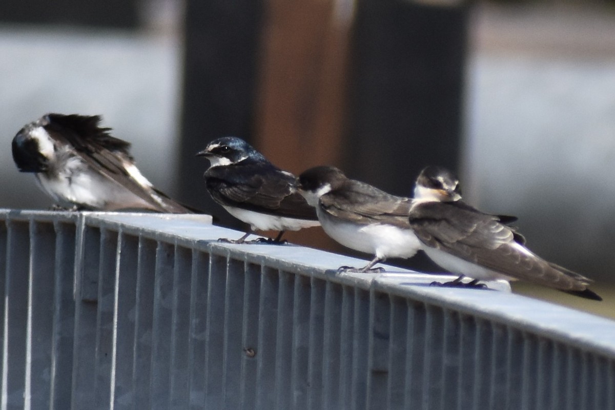 vlaštovka bělokostřecová - ML646737826