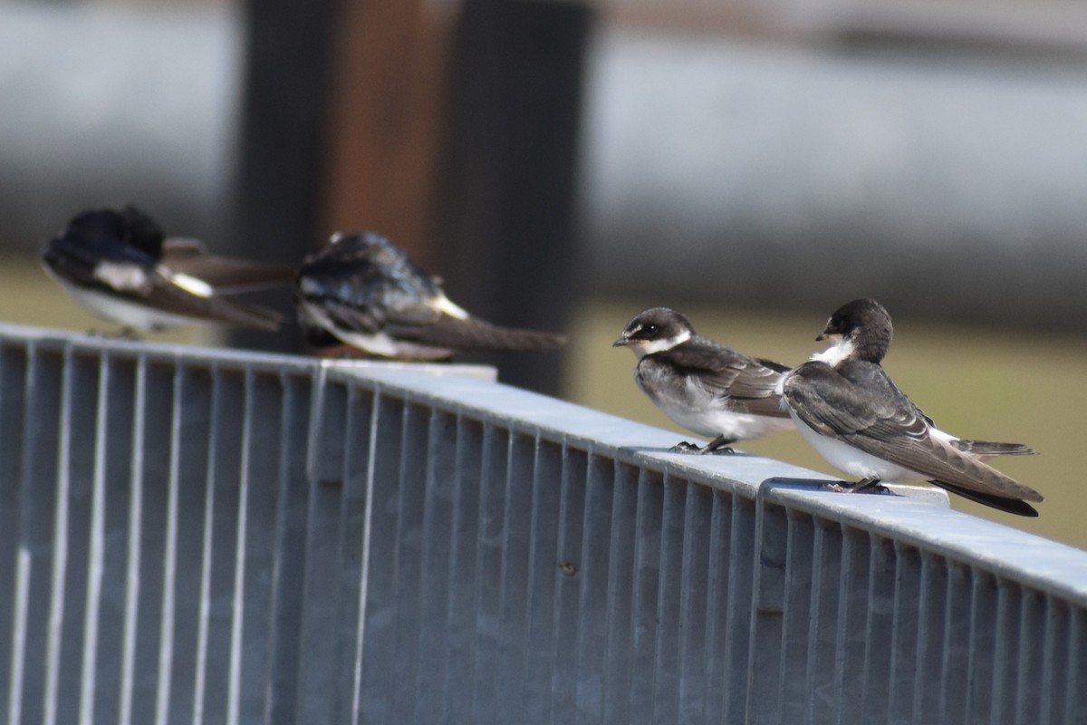 vlaštovka bělokostřecová - ML646737827