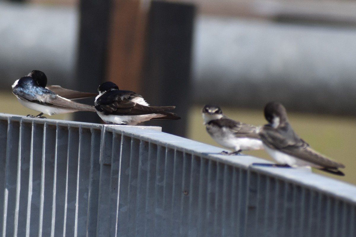 vlaštovka bělokostřecová - ML646737828