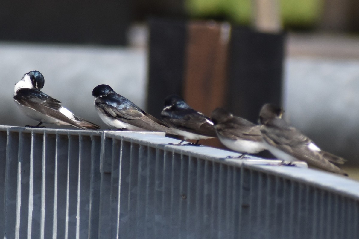 vlaštovka bělokostřecová - ML646737829